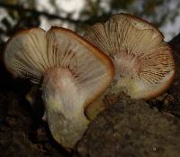 Armillaria gallica image