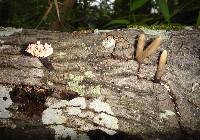 Xylaria cubensis image