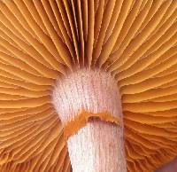 Gymnopilus luteofolius image