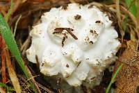 Amanita magniverrucata image