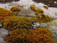 Xanthoria candelaria image