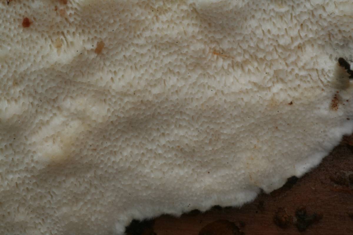 Cinereomyces lindbladii image