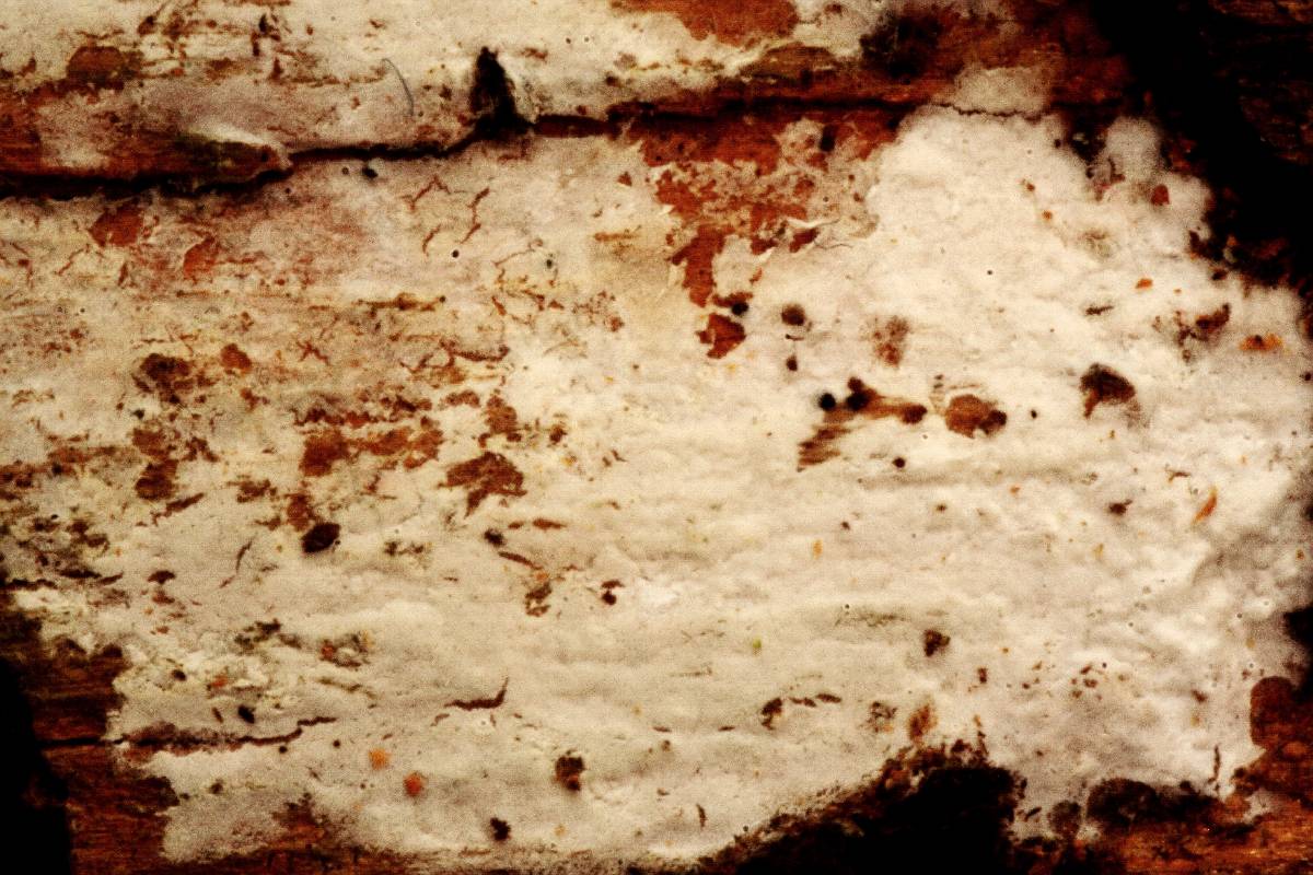 Phanerochaete tuberculata image