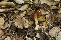 Inocybe fraudans image