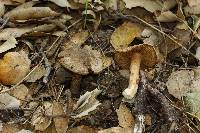 Inocybe fraudans image