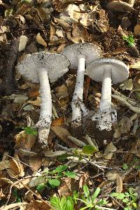 Amanita constricta image