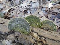 Trametes gibbosa image