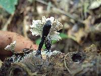 Xylaria cubensis image