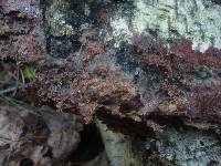 Merulius tremellosus image