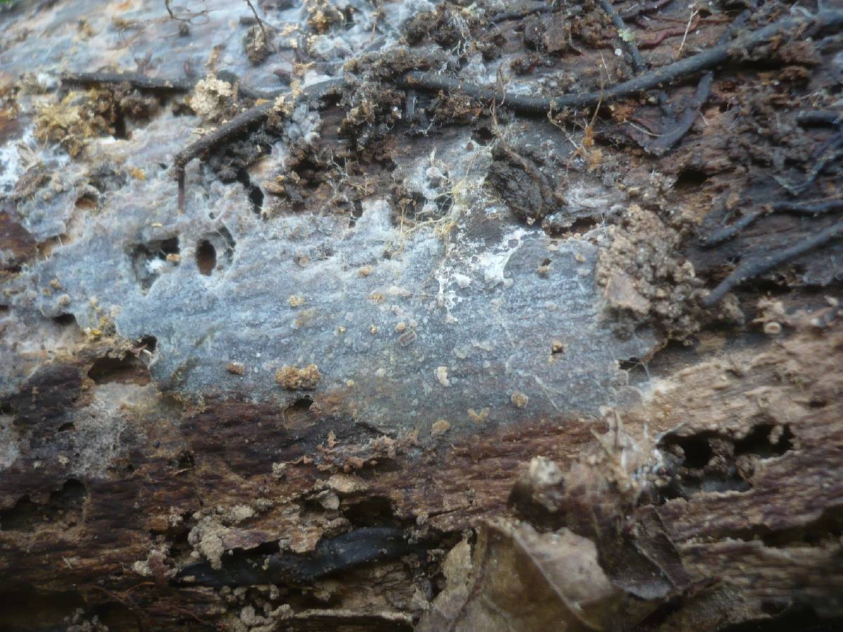 Scopuloides rimosa image