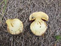 Boletus eastwoodiae image