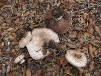 Agaricus hondensis image