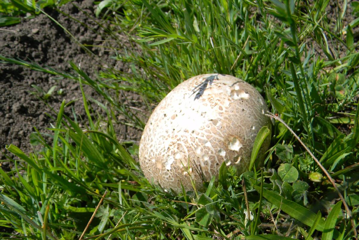 Calvatia pachyderma image