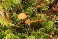 Galerina vittiformis image