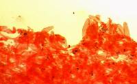 Pluteus plautus image