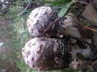 Coprinus levisticolens image