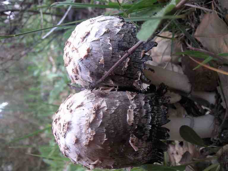 Coprinus levisticolens image