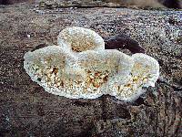 Earliella scabrosa image