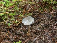 Helvella macropus image