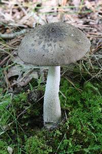 Amanita borealisorora image