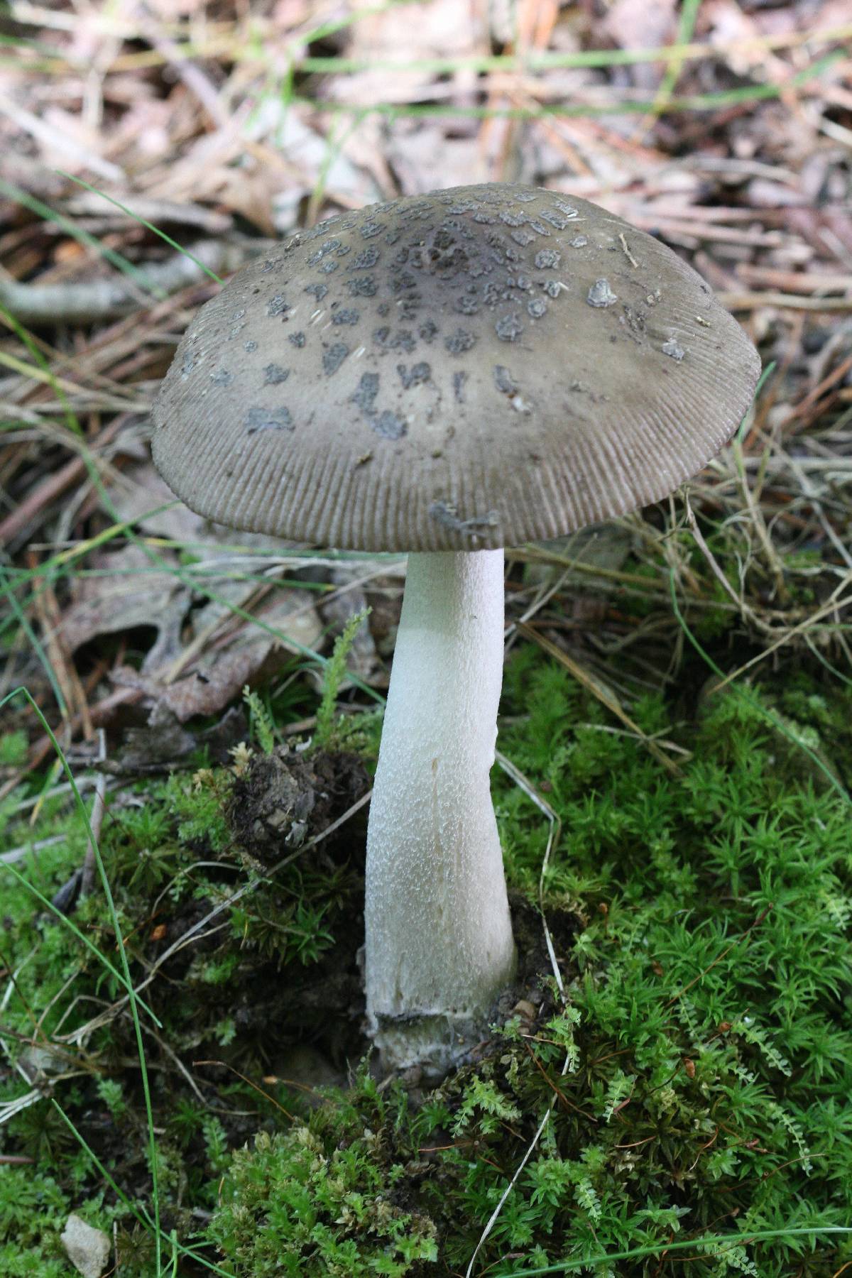 Amanita borealisorora image