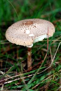 Macrolepiota clelandii image