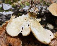 Lentinus strigosus image