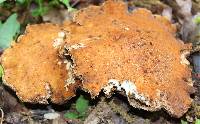 Polyporus radicatus image