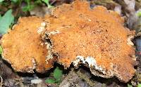 Polyporus radicatus image