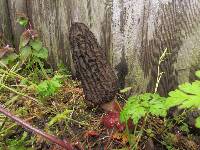 Morchella importuna image