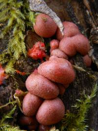 Lycogala epidendrum image