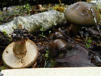 Agrocybe erebia image