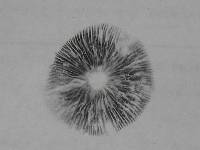 Panaeolus cinctulus image