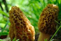 Morchella americana image