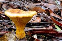 Austropaxillus infundibuliformis image