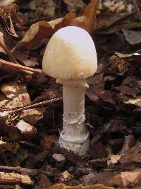 Amanita velatipes image