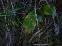 Puccinia variabilis image