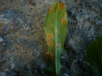 Puccinia variabilis image