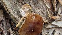 Mycena abramsii image