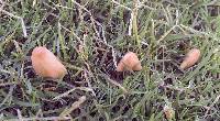 Conocybe apala image