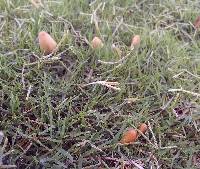Conocybe apala image