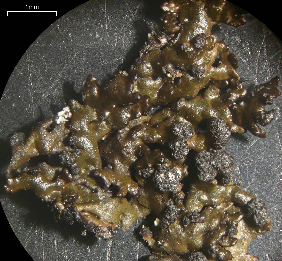 Melanelia disjuncta image