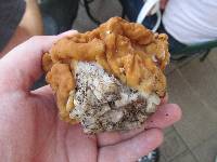 Gyromitra montana image