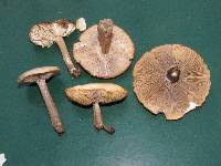 Clitocybe glacialis image