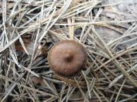 Cortinarius obtusus image