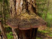 Phellinus robiniae image