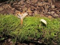 Polyporus leptocephalus image