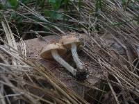 Pholiota highlandensis image