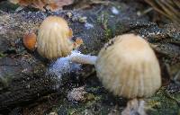 Coprinellus impatiens image