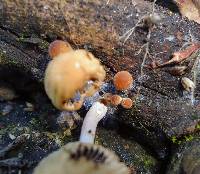 Coprinellus impatiens image